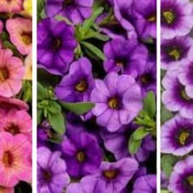 Premium Hanging Basket 10" - Million Bells item