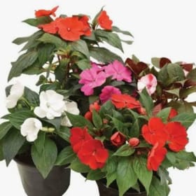 Premium Hanging Basket 10" - New Guinea Impatiens item