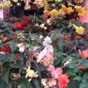 Premium Hanging Basket 10" - Nonstop Begonias item