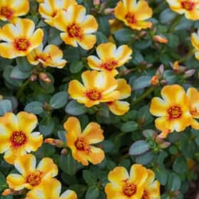 Premium Hanging Basket 10" - Portulaca item