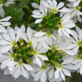 Premium Hanging Basket 10" - Scaveola item