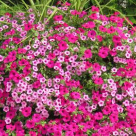 Premium Hanging Basket 10" - Supertunias & Waves item