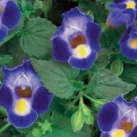 Premium Hanging Basket 10" - Torenia item