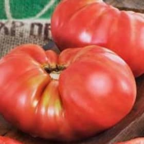 Tomato Vegetable Pots 3.5" - Beefmaster item