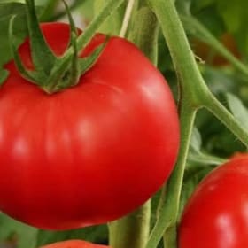 Tomato Vegetable Pots 3.5" - Early Pick item