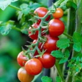 Tomato Vegetable Pots 3.5" - Cherry item