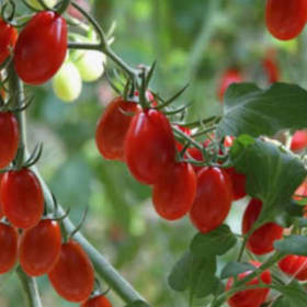 Tomato Vegetable Pots 3.5" - Grape item