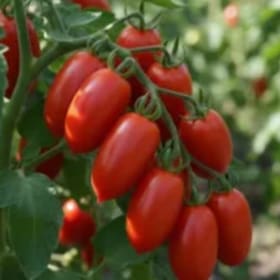 Tomato Vegetable Pots 3.5" - Plum item