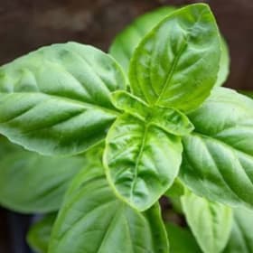 Herb Vegetable Pots 3.5" - Basil item