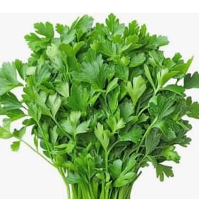 Herb Vegetable Pots 3.5" - Cilantro item