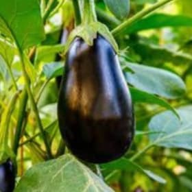 Eggplant Vegetable Pot 3.5" - Black Beauty item