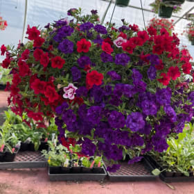 12" Petunia hanging basket item