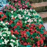 Flat: Begonia Assortment item