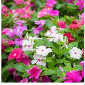 Vinca (Drought Tolerant, Loves Heat & Sun) - Mix item