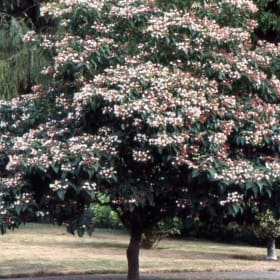 Three Peanut Butter Tree Starts item