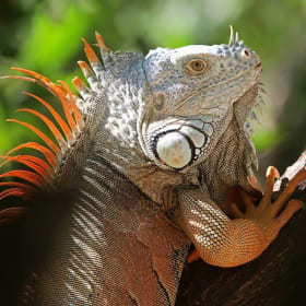"Iguana" and "Be Free" by Will Mertz item