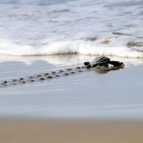 "Iguana" and "Be Free" by Will Mertz item