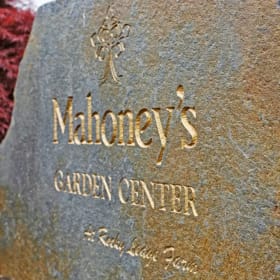 $50 Mahoney's Gift Card item