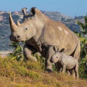 San Diego Zoo or Safari Park Tickets (2) item