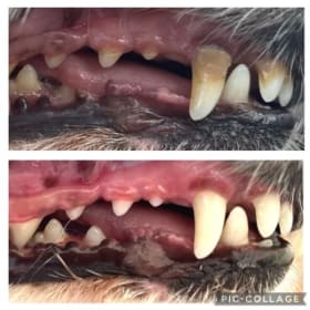 Sparkling Smiles for Your Dog – K9 Dental Care item