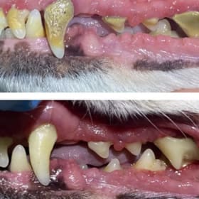 Sparkling Smiles for Your Dog – K9 Dental Care item