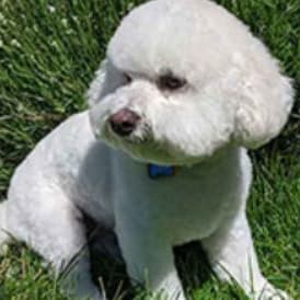 Fresh, Fluffy & Fabulous – Small Dog Groom item
