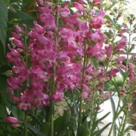 Penstemon Pristine Primrose item