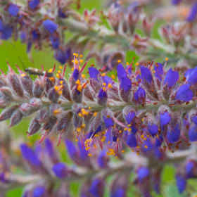 Lead plant (Amorpha canescens) item