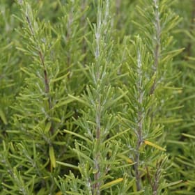Rosemary, Upright -1G item