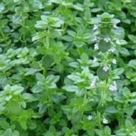 Thyme, English - 1G item