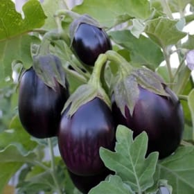 Eggplant, Black Beauty - 4" item