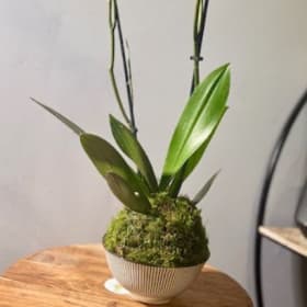 Orchid in Kokedama item
