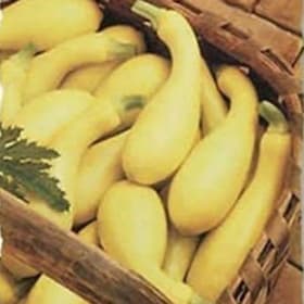 Squash, Dixie Hybrid - 4" item