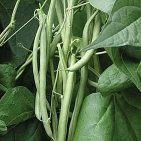 Bean, Kentucky Blue (Pole) - 4" item