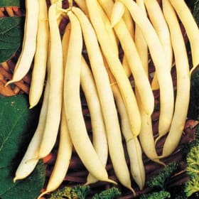 Bean - Cherokee Wax - 4" item