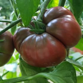 Tomato, Black Krim - 4" item