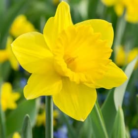 Daffodil item