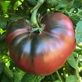Tomato, Cherokee Purple - 4" item