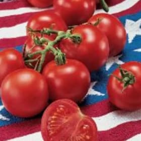 Tomato, 4th of July - 4" item