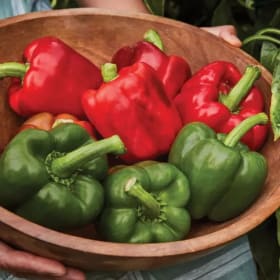 Pepper, California Wonder (Bell) - 4" item