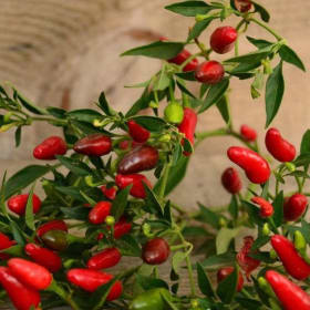 Pepper, Thai Hot - 4" item