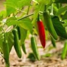 Pepper, Serrano - 4" item