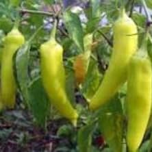 Pepper, Banana - 4" item