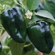 Pepper, Ancho Poblano - 4" item