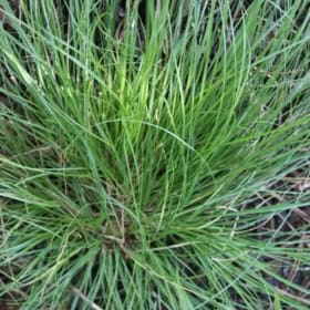Texas Sedge - 1G item