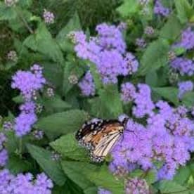 Blue Mist Flower - 1G item