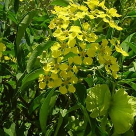 Mexican Butterfly Vine - 3G item