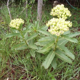 Milkweed (Asclepias viridis) - 4" item