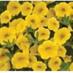 Calibrachoa item
