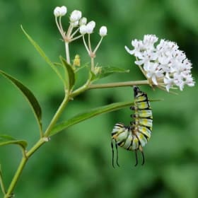 Milkweed (Asclepia perennis) - 4" item